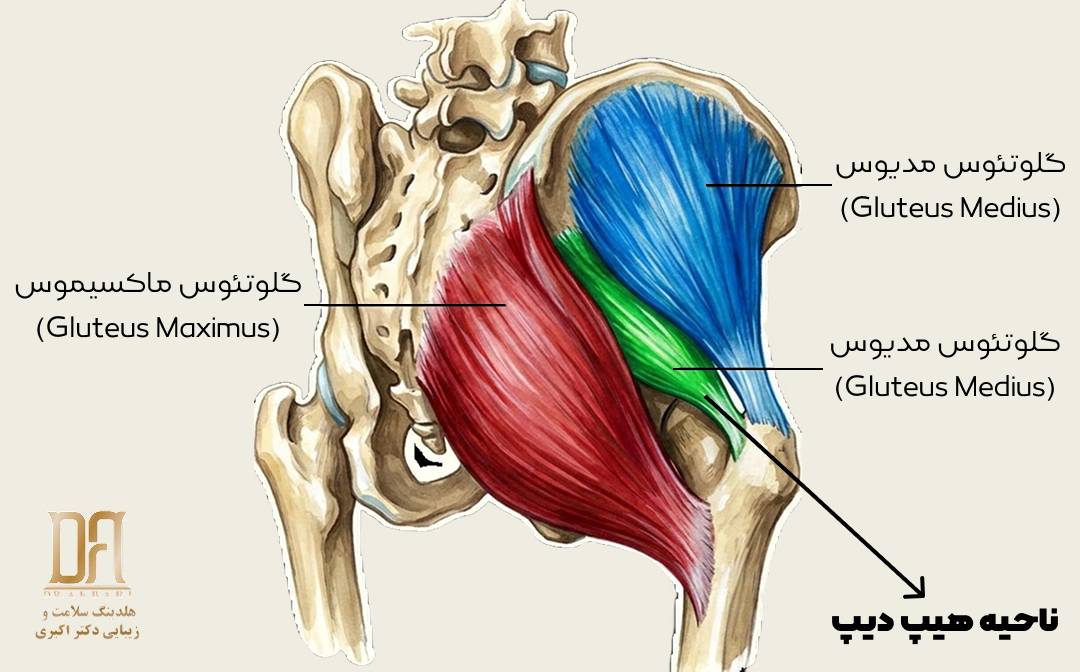 هیپ دیپ کجاست و روش‌های رفع آن چیست | هلدینگ سلامت و زیبایی دکتر اکبری